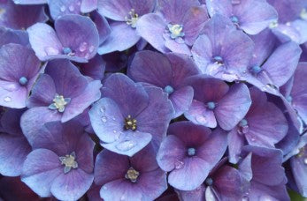 Hydrangea flower necklace