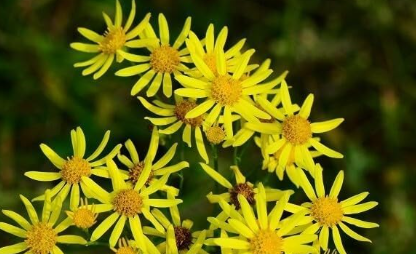 Ragwort necklace